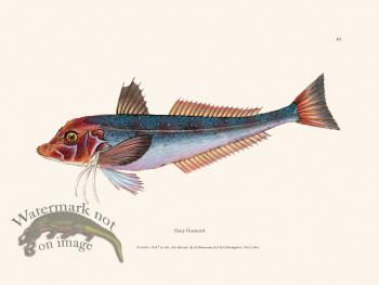 010 Grey Gurnard